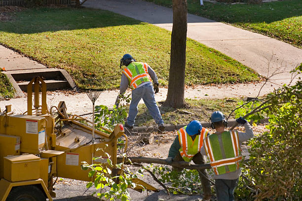 Best Tree Mulching  in Hansen, ID